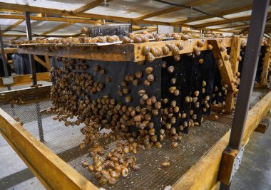 Salyangoz çiftliği, salyangozlarla dolu ahşap rafları gösteriyor. Salyangozlar sıra sıra dizilmiş tepsilerde emekliyorlar. Büyümelerine ve toplamalarına yardım etmek için tasarlanmışlar..