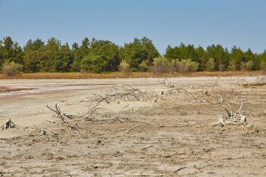 Kurumuş dallar ve dallar çorak ve çatlak bir araziye saçılmış, arka planda bir orman var..