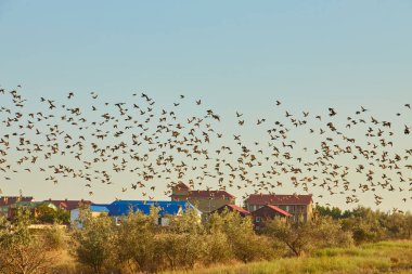 Büyük bir sığırcık sürüsü bir köy üzerinde uçuyor, altında evler ve ağaçlar görünüyor..