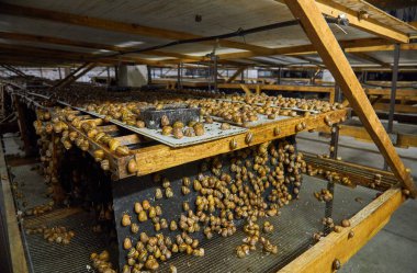 Salyangoz çiftliği, salyangozlarla dolu ahşap rafları gösteriyor. Salyangozlar sıra sıra dizilmiş tepsilerde emekliyorlar. Büyümelerine ve toplamalarına yardım etmek için tasarlanmışlar..