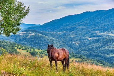 Çimenli bir dağ yamacından manzaralı iki ağaç ve açık mavi gökyüzünün altındaki ormanlık tepelere bakan kırsal ahşap bir çit. Kırsal alan.
