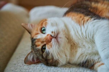 Çekici yeşil gözleri olan bir yavru kedinin yakın plan portresi. Kedinin beyaz bir göğsü, turuncu ve siyah kürkü var..