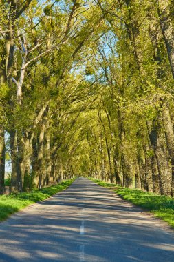 Baharda yemyeşil ağaçlardan oluşan bir gölgeliğin altında doğal bir tünel oluşturan köy yolu manzarası. Güneş ışığı filtreler, noktalı ışık yaratır.