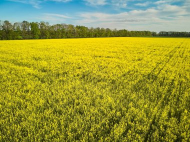 Canlı sarı bir kolza tohumu (kanola) tarlası üzerinde hava aracı görüntüsü. Mavi bulutlu gökyüzünün altında orman sınırı olan geniş bir tarım arazisi..
