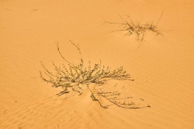 Artemisia monosperma, Ammophila breviligulata veya Spinifex gibi seyrek çöl bitkilerinin bulunduğu kum tepeleri. Kumda dalgalanmalar. Açık mavi gökyüzü.
