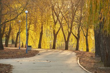 Park yolu, altın yapraklı söğüt ağaçlarının yanından geçiyor, öğleden sonra güneşi altında çarpıcı bir şekilde aydınlatılıyor. Düşen yapraklarla huzurlu bir sonbahar sahnesi.