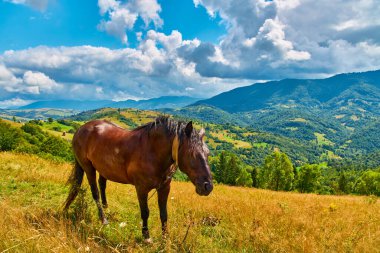 Çimenli bir dağ yamacından manzaralı iki ağaç ve açık mavi gökyüzünün altındaki ormanlık tepelere bakan kırsal ahşap bir çit. Kırsal alan.