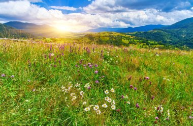Renkli kır çiçekleri ve kuru otlarla dolu bir dağ çayırından manzara. Katmanlı orman tepeleri bulutlu bir gökyüzünün altında uzanıyor..