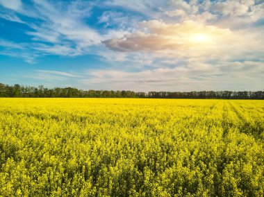 Canlı sarı bir kolza tohumu (kanola) tarlası üzerinde hava aracı görüntüsü. Mavi bulutlu gökyüzünün altında orman sınırı olan geniş bir tarım arazisi..