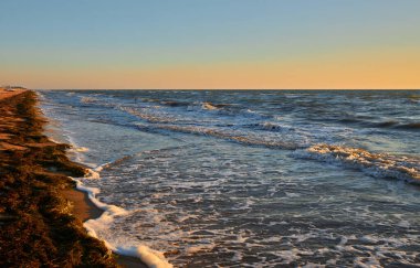 Deniz yosunu, muhtemelen Lato ya da Sargassum, gün batımında kumlu bir sahilde karaya vurmuş. Arka planda okyanus dalgaları.