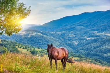 Kahverengi at, bir ağacın yakınındaki bir dağ çayırında huzur içinde otluyor. Ormanlık tepeler ve bulutlu bir gökyüzünün altında görünen uzak tepeler. Kırsal alan.