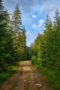 Sert, kayalık bir toprak yol, sık yeşil ladin ağaçlarından oluşan bir ormanın içinden geçiyor. Mavi bulutlu bir gökyüzünün altında yabanda yürüyüş yolu..