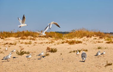 Bir martı sürüsü, muhtemelen kara kafalı martılar ya da kumlu bir sahilde kahverengi başlı martılar. Bazıları uçuyor, diğerleri ayakta. Açık mavi gökyüzü.