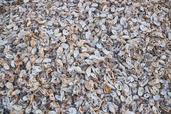 Yıpranmış istiridye kabuklarından oluşan, yakından, tepeden tırnağa bir görüntü. Değişik renkler ve dokular soyut ve doğal bir arkaplan sağlar..