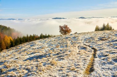 ilk kar dağlarda ağaçlarda sonbahar