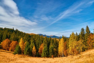 Dağların sonbahar manzarası renkli ormanlarla dolu.
