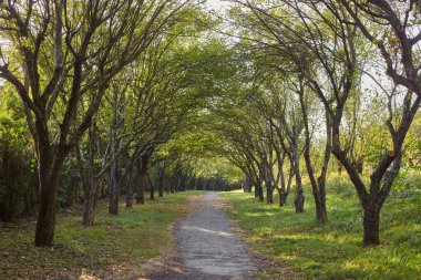 Ağaçların geniş dalları tarafından oluşturulan doğal bir tünelin içinden huzurlu bir yol esiyor. Yumuşak ışık, yeşil tepe örtüsünden yapraklarla kaplı patikaya doğru süzülür..