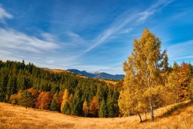 Dağ ormanında güzel bir sonbahar. Sonbahar dağ ağaçları sonbahar manzarasında
