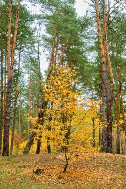 Canlı altın sarısı yaprakları olan genç yaprak döken bir ağaç yoğun bir çam ormanının içindeki bir açıklıkta duruyor. Zemin düşen sonbahar yapraklarıyla kaplı..