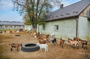 Kulaklıklı keçiler sığır çiftliğinde kalıyor. Keçi sütü ürünlerinin endüstriyel üretimi için çiftlik hayvanları yetiştiriciliği