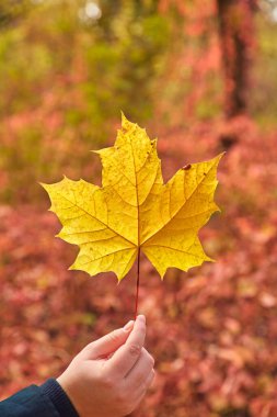 A person's hand holds up a single, bright yellow maple leaf, showcasing its detailed texture against a soft, blurred background of red and orange autumn foliage.