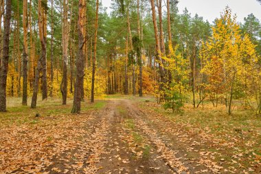 Canlı altın sarısı yaprakları olan genç yaprak döken bir ağaç yoğun bir çam ormanının içindeki bir açıklıkta duruyor. Zemin düşen sonbahar yapraklarıyla kaplı..
