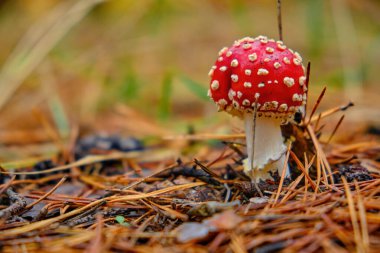 Canlı kırmızı bir Sinek Agarik (Amanita muscaria) mantarı ve orman zemininde beyaz lekeler büyüyor. Güzel ama zehirli ve ikonik bir peri masalı mantar..