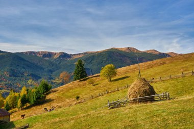 dağlarda güzel sonbahar öğleden sonra. sonbahar renklerinde bir tepenin kenarında ağaçlar. akşam güneşli bir havada romanyanın harika kırsal