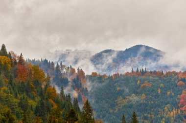 Dağ ormanında güzel bir sonbahar. Sonbahar dağ ağaçları sonbahar manzarasında