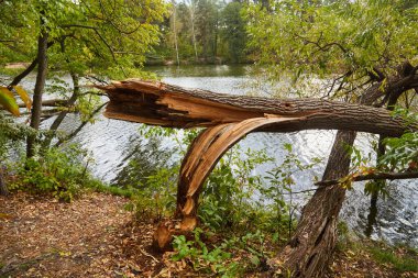 Nehir kıyısında bir kunduz tarafından devrilmiş büyük bir ağaç yatıyor. Parçalanmış ahşap, ağaç gövdesini kemiren kunduzun belirgin izlerini gösteriyor. Bir vahşi yaşam aktivitesi sahnesi.
