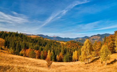 Güzel bir sonbahar manzarası ve sıcacık güneş ışığı olan manzaralı bir orman.