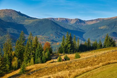 Dağların sonbahar manzarası renkli ormanlarla dolu.