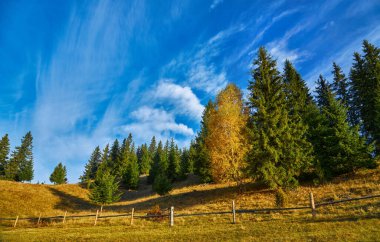 Dağ ormanında güzel bir sonbahar. Sonbahar dağ ağaçları sonbahar manzarasında