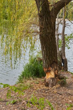 Suyun kenarındaki bir ağaç gövdesinin yakın çekimi kunduzun kemirmesinden kaynaklanan ciddi hasarı gösteriyor. Açık, hafif odun parçaları ve çevreleyen odun parçaları vahşi yaşam aktivitesinin açık bir kanıtıdır..