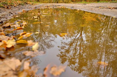 Toprak bir yolda geniş bir su birikintisinin alçak açılı görüntüsü, çevreleyen ağaçların parlak altın sarısı sonbahar yapraklarıyla mükemmel bir ayna yansıması yaratıyor..