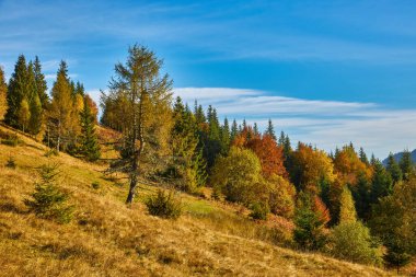 Dağ ormanında güzel bir sonbahar. Sonbahar dağ ağaçları sonbahar manzarasında