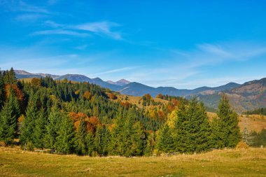 Dağ ormanında güzel bir sonbahar. Sonbahar dağ ağaçları sonbahar manzarasında