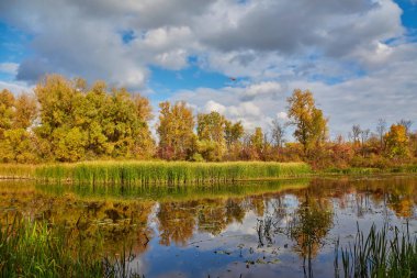 Sonbahar boyunca sakin bir nehir karşı kıyıdan gelen altın sarısı parlak ağaçları ve mavi bulutlu gökyüzünü yansıtıyor. Yeşilli sazlıklar ön planda..