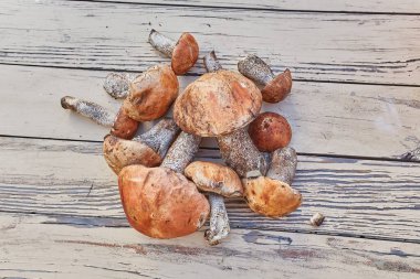 Turuncu huş ağacından toplanmış taze mantar kümesi (Leccinum aurantiacum), belirgin kırmızımsı turuncu başlıklarını ve pullu saplarını ahşap bir masanın üzerine serilmiş olarak göstermektedir..