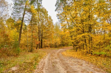Sonbaharda karışık bir ormanın içinden toprak bir yol geçer. Uzun çam ağaçları, yaprak döken ağaçların üzerinde yükseliyor. Gökyüzü bulutlu ve parlak altın sarısı yapraklarla kaplı..