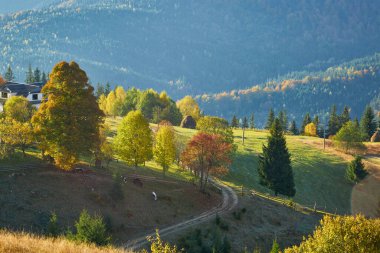Dağ ormanında güzel bir sonbahar. Sonbahar dağ ağaçları sonbahar manzarasında