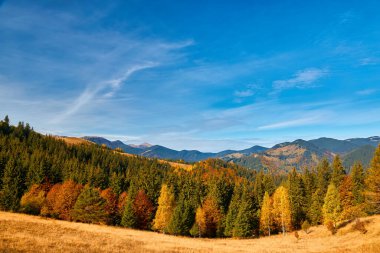 Dağların sonbahar manzarası renkli ormanlarla dolu.