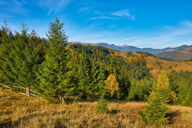 Dağ ormanında güzel bir sonbahar. Sonbahar dağ ağaçları sonbahar manzarasında