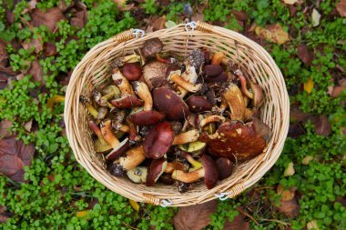 Yeşil yonca ve düşen sonbahar yapraklarından oluşan bir halı üzerinde dinlenen taze mantarlar (Imleria badia) ile dolu hasır sepetin yukarıdan görünüşü.