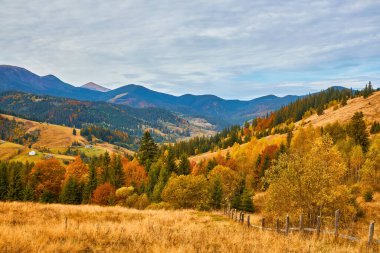 Güzel bir sonbahar manzarası ve sıcacık güneş ışığı olan manzaralı bir orman.