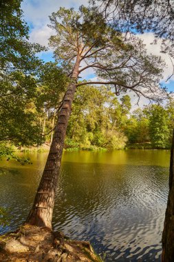 Uzun, güneşli çam ağaçları sakin bir nehrin kıyısında. Bir insan suyun kenarında oturur, balık tutar ya da huzurlu, doğal ortamda dinlenir..
