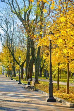 A beautiful, wide alley in a city park is lined with trees showcasing vibrant yellow maple leaves during autumn. The low sun casts long shadows from the empty benches and lampposts.