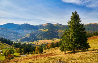 Dağ ormanında güzel bir sonbahar. Sonbahar dağ ağaçları sonbahar manzarasında