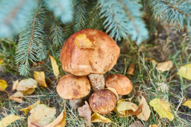 Sarı sonbahar yapraklarıyla çevrili bir ladin ağacının dibindeki çimlerde büyüyen portakal huş ağacı mantarları (Leccinum) kümesi. Sonbaharda doğal ormanlık.