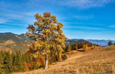 Güzel bir sonbahar manzarası ve sıcacık güneş ışığı olan manzaralı bir orman.